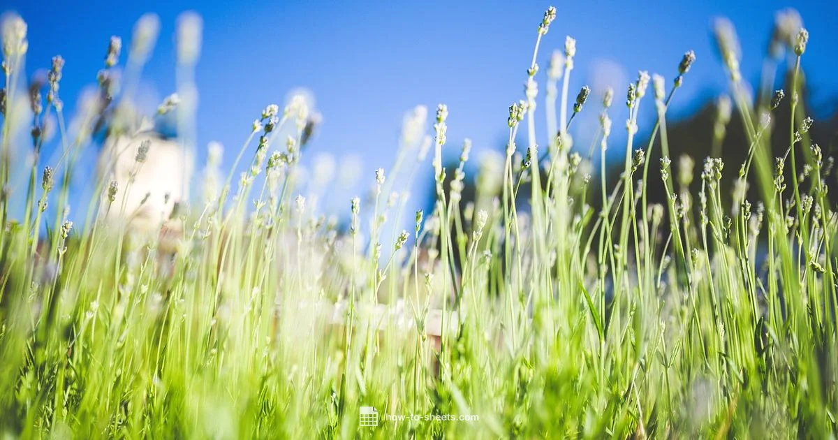 Sheets in Action - How To Sheets